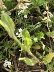 Echium plantagineum
