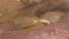 Heteranomia squamula