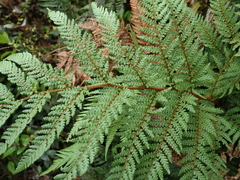 Dicksonia lanata