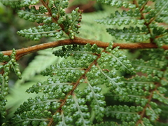 Dicksonia lanata
