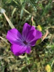 Agrostemma githago