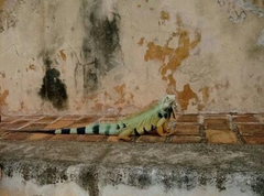 Iguana iguana