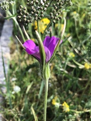 Agrostemma githago
