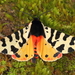 Arctia tigrina - Photo 由 antonio1961 所上傳的 (c) antonio1961，保留部份權利CC BY-NC