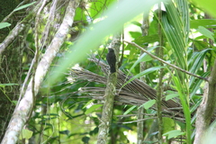 Pomarea dimidiata