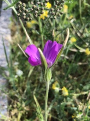 Agrostemma githago