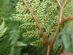 Dicksonia lanata