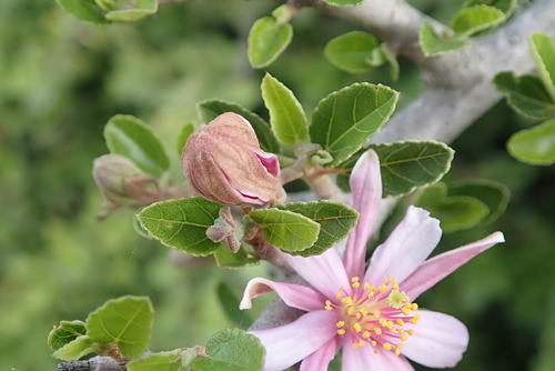 Image of Grewia robusta by no rights reserved