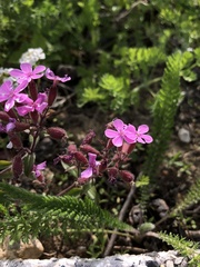 Saponaria