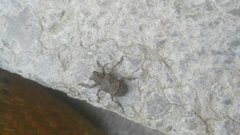 Mesosa curculionoides