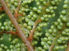 Dicksonia lanata