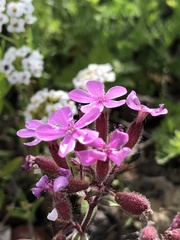 Saponaria