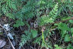 Packera millefolium