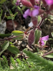Saponaria