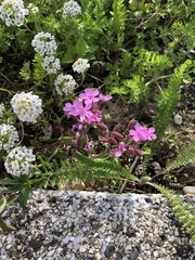 Saponaria