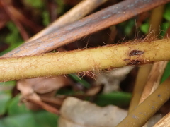Dicksonia lanata