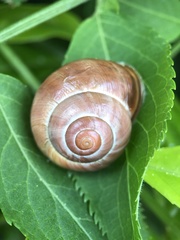 Stylommatophora