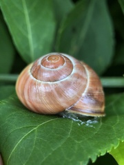 Stylommatophora