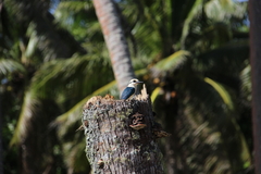 Todiramphus tutus atiu