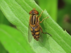 Parhelophilus integer