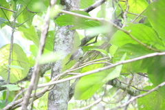 Pomarea dimidiata