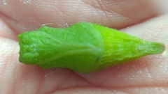 Protographium epidaus fenochionis