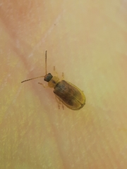 Galerucella tenella