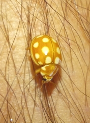 Calvia quindecimguttata