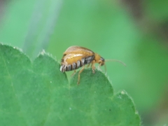 Galerucella tenella