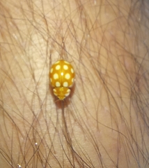 Calvia quindecimguttata