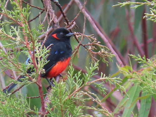 Subspecies Anisognathus igniventris erythrotus · iNaturalist