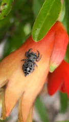 Phidippus putnami