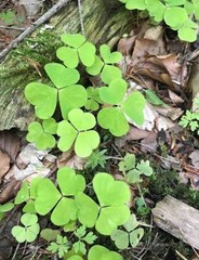 Oxalis acetosella