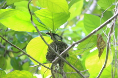 Pomarea dimidiata