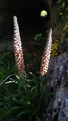 Digitalis parviflora