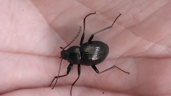 Meracantha