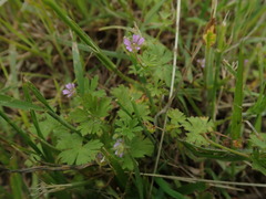 Geranium pusillum
