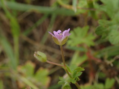 Geranium pusillum
