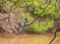 Ceryle rudis rudis
