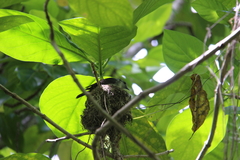 Pomarea dimidiata