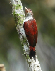 Dryobates callonotus