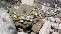 Rosulatae