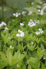 Galium odoratum
