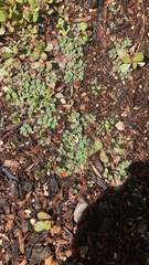 Euphorbia serpens
