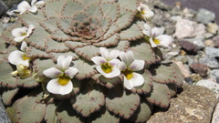 Rosulatae
