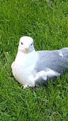 Larus canus
