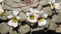 Rosulatae