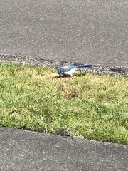 Aphelocoma californica