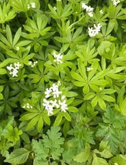 Galium odoratum