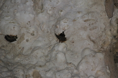 Aerodramus sawtelli